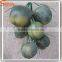 Handmade wholesale green fake coconuts for sale