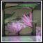 p25 outdoor led curtain/65% transparent led mesh display