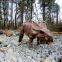 LORISO2045Life size Mechanical Pachyrhinosaurus Animatronic Dinosaur Model In Outdoor