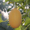 Hybrid Hami Melon Seeds Crisp Orange Flesh Melon