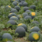 Maria Chinese black skin and diploid watermelon seeds