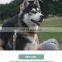 soft and comfortable collar and leash set for dogs high quality and practical design dog walking collar and leash set