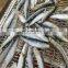 OEM Style IQF Sardine Fish for Export