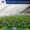Professional Chinese tunnel single layer PVC/PE greenhouse for sale