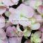Home Decoration Flowers Single Large Size Fresh Cut Hydrangea For White Hydrangea Bouquet