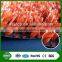 Paddle Tennis Court artificial grass of sports / special wholesale