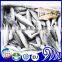 Fresh Frozen Horse Mackerel Fish whole round small eye scad