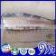 Frozen HGT sardine fish for canning, sardine whole round price