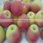 Chinese Gala Apple/ Gala Apple for Sale