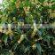 Hot Sale Yellow And Golden Sweet Osmanthus Fragrans Flower Tree Seeds For Growing