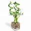 Aquatic Indoor ornamental natural spiral /braided /straight /twist /Tiered Lucky bamboo