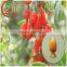 Low Price Goji Berry Extract 50% Polysaccharide
