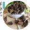 Wild dried morchella vulgaris grown in mountain