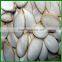 China Best Quality and Inexpensive Snow White Pumpkin Seeds 13cm Supply
