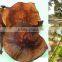 Indian Bija foretsry tree seeds Pterocarpus marsupium Rajasthan Asia