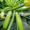 Marrow/Squash Seed Qing Yu
