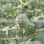 Plant Support Net