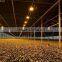 Good quality multi span polycarbonate flower greenhouse with shading system and growing lighting system