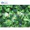 Sinocharm High Quality Organic IQF Frozen Fresh Broccoli Kosher