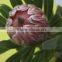 Decorative Cheapest cut protea cynaroides