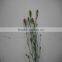 Most Popular Factory Direct Fresh Flower Carnation
