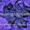 Best hot sale Africa violet Africa violet plant with 0.8kg/bundle from Yunnan, China