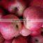 Matured apple fruits Variety and fresh fruits Type mature whole qinguan apples
