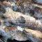 FROZEN REEFCOD/GROUPER WHOLE I.F./IWP