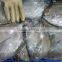 Frozen Black Pomfret Whole Round Size 200-300 and 300-500