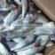 Frozen Sardine for Tuna Bait
