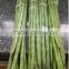Organic Fresh Drumstick Vegetable from India