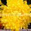Chrysanthemum
