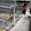 TAIYU Bird Cage Baby and Visit Customers Every Year