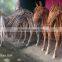 Tree Root Wood Horse