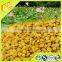 Enhance immunity of natural pollen wholesale