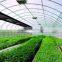 Commercial Greenhouses China