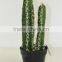 SJ3001107Ornamental Artificial Green Cactus Plants