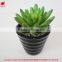 Wholesale artificial plants mini succulents for indoor decoration