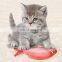 Cute Felt Plush Fishing Cat Fish Stuffed Stuffing Toy