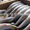 Good quality frozen spanish mackerel fish prices