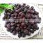 Sinocharm BRC-A Certified 14mm IQF Black Currant 12 Brix Whole Frozen Black Currant