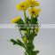 Excellent quality new products china yellow chrysanthemum flower