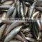 Frozen Sardine Fish