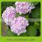 Various colors and models wedding hydrangea flowers for decoration