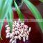 light speckled kidney beans factory price(long shape)