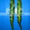 Reasonable price classical home decoration wholesale flower cut foliage
