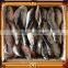 price for sale frozen pilchard
