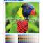 Eco-solvent PET Film/inkjet media/PP paper matte/inkjet advertisement