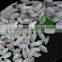 BEST-SELLING, HIGH-QUALITY CALROSE RICE / CAMOLINO RICE FAST SHIPMENT