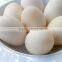 Fresh Pure Chicken Eggs from India